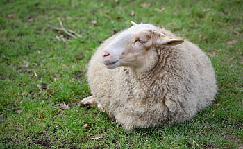 sheep, ruminant, nature, farm Animal, mammal, sheep Wool, wool, pasture, meadow, animal