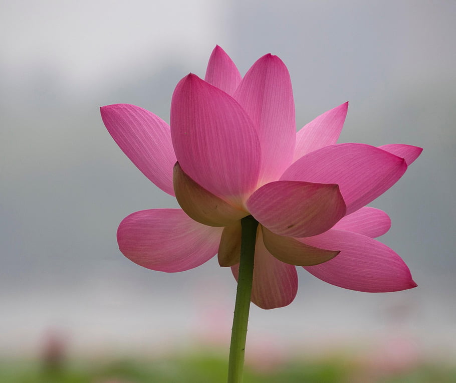 květ, lotus, růžový květ, rostlina, leknín, vodní rostliny, flóra, rybník, Příroda, zblízka
