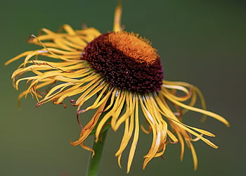 Inula, pianta medicinale, carta da parati floreale, pianta, bellissimi fiori, natura, sfondo di fiori, fioritura, fiore