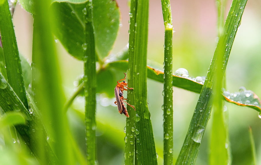 insect, beetle, nature, grass, waterdrops, dewdrops, close Up