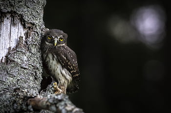sova, pták, zvíře, kůra, sova obecná, glaucidium passerinum, mladý, Příroda, volně žijících živočichů, strom, les