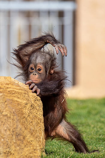 Affe, Orang-Utan, Baby, wild, Tier, Säugetier, Zoo, Natur, wildes Tier, Baby-Affe, Tierwelt