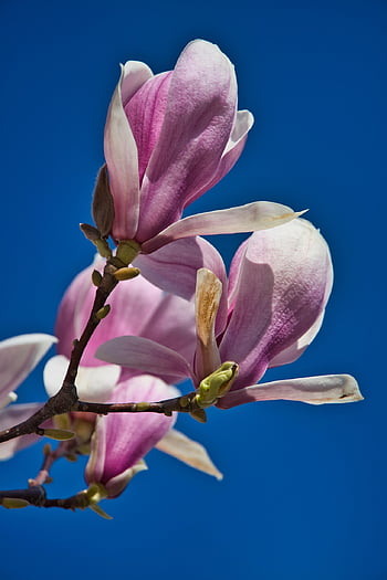 spring, boo, magnolias, magnolia Tree, spring Flower, nature, blue Sky, bud, heaven, sky Blue, close Up