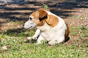 jack Russel, jack Russel Terrier, dog, terrier, cute, russel, animal, view, adorable, domestic Animal, playful
