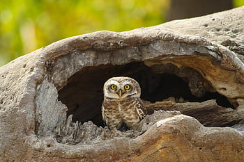 spotted Owlet, owl, bird, animal, owl Nest, nest, owlet, bird Of Prey, raptor, wildlife, predator