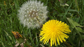 nature, spring, meadow, nuns, medical, sonchus Oleraceus, dandelion