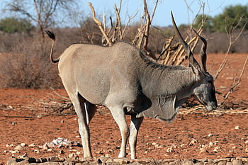 eland, antelope, africa, nature, animal, wildlife, namibia, taurotragus Oryx