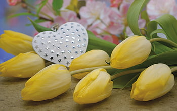 tulips, flower, blooms, heart, valentine's Day, ratio, happy Mothers Day, love, affection