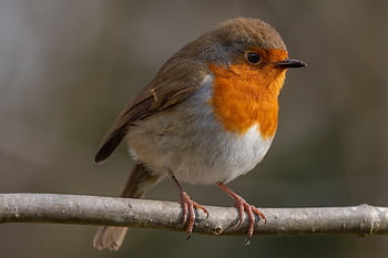 červenka, pták, zvíře, evropský robin, robin redbreast, pěvec, zobák, volně žijících živočichů, peří, větev, posazený