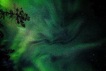 Nordlicht, grüne Aurora, Sternenhimmel, Umrisse von Bäumen, Nordlichter, lebendige Aurora, Nachthimmel, Aurora Tapete, grüne Nordlichter, sternenklarer Himmel, Aurora Borealis Hintergrund