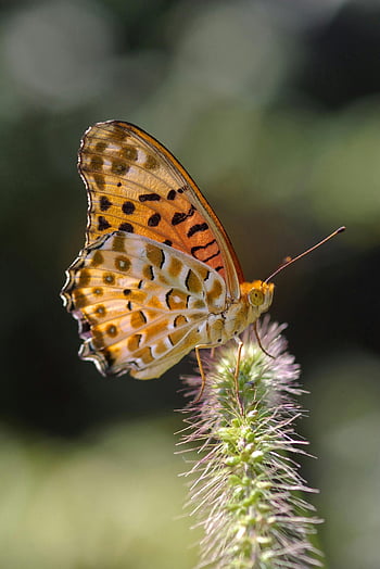 Hvitbrun og svart sommerfugl, Levende fritillær sommerfugl, perched på blomst, sløret bakgrunn, naturfotografering, sommerfuglfotografi, fargerik sommerfugl, utendørs dyreliv, nærbilde fotografering, naturlig skjønnhet, insektfotografering