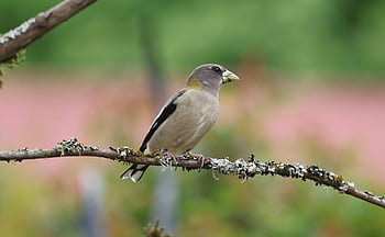 grosbeak malam, grosbeak, Woody si burung pelatuk, burung pelatuk, alam, burung, hewan, margasatwa, pohon, bulu burung, bertengger
