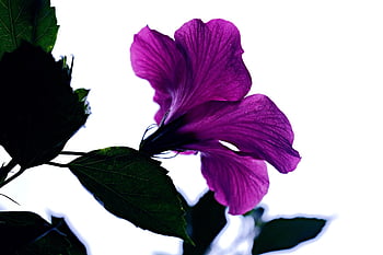 ibisco, bellissimi fiori, ibisco viola, carta da parati floreale, fiore viola, fiore, flora, sfondo di fiori, natura