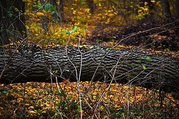 fallen Tree, autumn, forest, pine Tree, nature, park, landscape, pine, tree