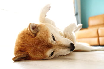 shiba, dog, puppy, shiba Inu, animal, pet, cute, canine, room, japanese, blight