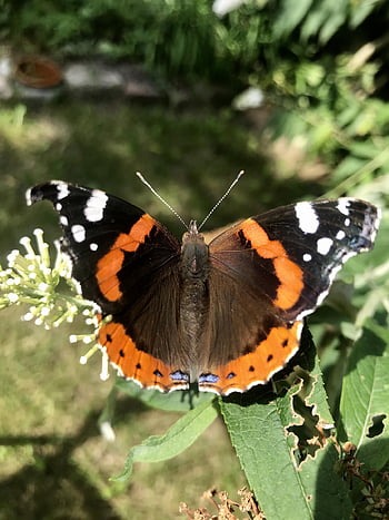 admiral, butterfly, edelfalter, butterflies, insect, flying Insect, animal, wing, sensor, nature, summer
