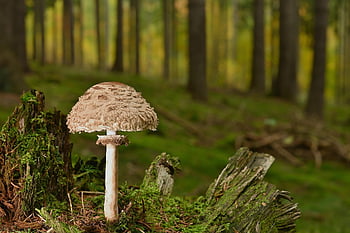 boletes, obří obrazovka houba, houba, les, podzim, podzimní les, Příroda