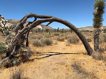 tree, nature, valley, desert, joshua Tree Park, california, usa