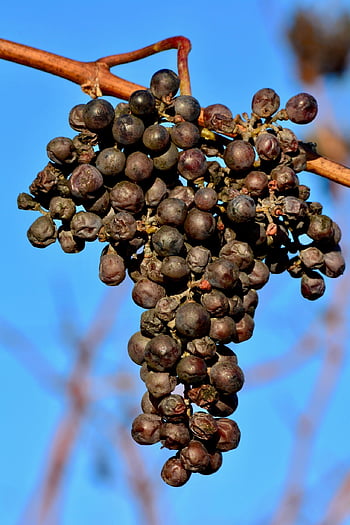 winogrona, owoce, świeży, świeże winogrona, świeże owoce, produkować, żniwa, organiczny, uprawa winorośli, Rebstock, winorośl