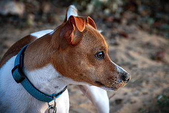 jack Russell Terrier, dog, pet, puppy, nature, animal, terrier, canine, friend, mammal, breed