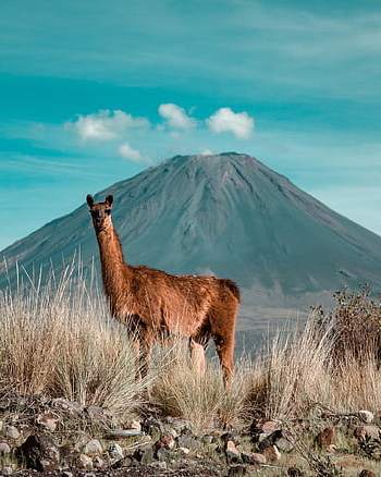 guanaco, animal, wildlife, mammal, desert, nature, andes, peru, alpaca, zoo, head