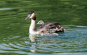 great Crested Grebe, birds, chicks, animals, water Birds, waterfowls, lake, plumage, feathers, beaks, nature