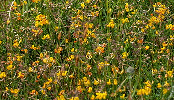 pták na nohou, lotus corniculatus, Grannys nehty na nohou, máslo a vejce, Slanina a vejce, divoká rostlina, květ, flóra, botanika, druh, kvetoucí