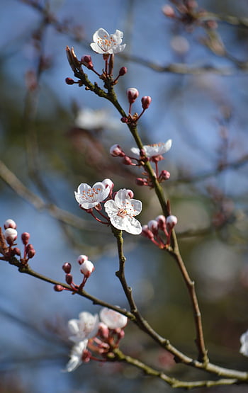 cherry Blossoms, tree, bud, blooms, branches, spring Awakening, spring, nature, blossoms, flora, sakura Tree