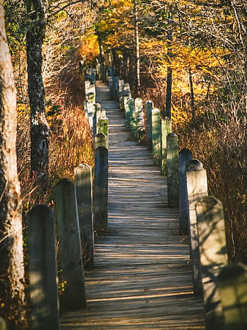 autunno, sentiero, natura, foresta, paesaggio, fogliame, viaggio, alberi, le foglie, colorato, panoramico