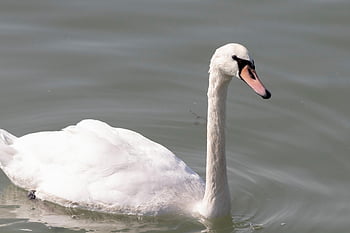 łabędź, ptak, pióra, długopis, zwierzę, pływanie, woda, jezioro, fauna, dzikiej przyrody, Natura