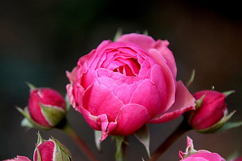 pink, flower Background, rosebushes, dark Pink In Colour, flowering Shrubs, plants, flower, garden, gardening, beautiful Flowers, flower Wallpaper