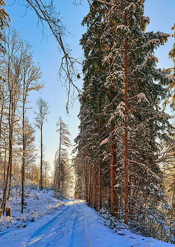 winter, forest, trees, snow, sun, nature, woods, wilderness, season