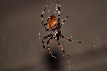 クモ、 クモの巣、 ウェブ、 オーブ、 ウィーバー、 昆虫、 バグ、 くも膜恐怖症、 自然、 野生動物、 動物の世界