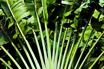 rostlina, tropický, Příroda, zelené listy, listy, botanika, Like-Banana