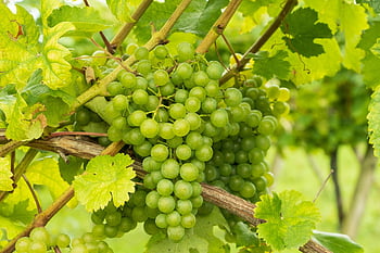 winogrona, Zielony, winorośl, owoc, uroczy, wino, winnica, uprawa winorośli, jedzenie, Natura
