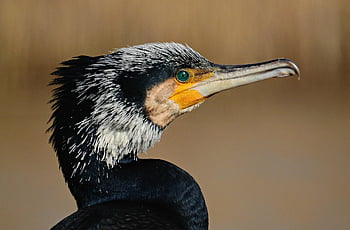 kormorán, vodní pták, zvíře, volně žijících živočichů, peří, Příroda, Pírko, zobák, oko