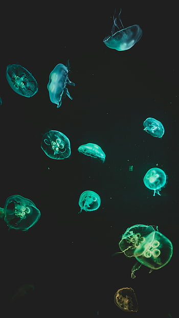 meduusa, musta tausta, eteerinen, purjelento, tummat akvamariinivesit, vedenalainen, meren elämää, vesi-, valtameri, merenelävät, bioluminenssi