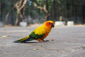 slunce conure, Papoušek, Pírko, barvitý, pták, kužel, zobák, křídlo, žlutá, půvabný, nést
