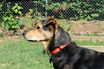black and brown dog, short coat dog, green grass field, red collar, sunny backyard, close-up dog, outdoor pet, black and brown short coat, dog in grass, pet in backyard, sunny day dog