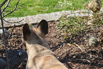 hund, dyr, kæledyr, bulldog, holde øje, tilsynsførende, doggy, nysgerrig, forventningsfulde, vagt