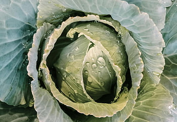 Kubis, dewy cabbage leaves, close-up cabbage, fresh texture, natural freshness, cabbage details, cabbage close-up, fresh cabbage, cabbage leaves, dewy cabbage, cabbage texture