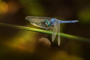 vážka jižní skimmer, vážka, hmyz, orthetrum brunneum, volně žijících živočichů, makro, Příroda, malý, list, tráva, letní