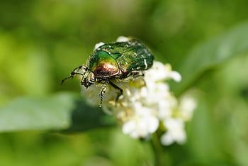 cetonia aurata, gül chafer, böcek, tozlaşma