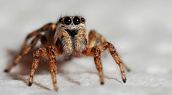 jumping spider, orange and black spider, macro shot, close-up, white background, spider eyes, hairy texture, detailed image, arachnid, wildlife photography, nature photography