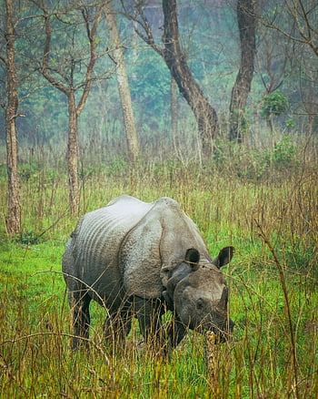 rinoceronte indiano, pastagem verde, subarnapur, Nepal, rinoceronte solitário, vegetação luxuriante, fotografia da vida selvagem, habitat de rinocerontes, reserva natural, área florestal, animal selvagem