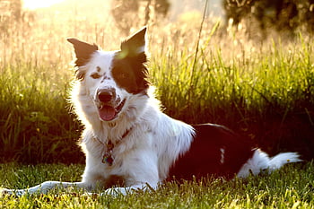 dog, border Collie, collie, field, animal, happy Dog, pet, split Face, black And White Dog