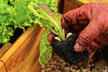 hands, salad, gardening, plant, greenhouse, sapling, garden Salad, leaf Lettuce, lettuce, lactuca Sativa, fresh
