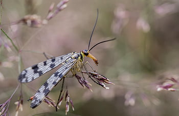 communis, makro, hmyz, létat, křídla, okřídlený hmyz, entomologie, zblízka, živočišného světa