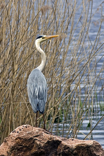 gray Heron, bird, ardea Cinerea, laid, wading Bird, animals, wild, plumage, beak, the Needle, reeds
