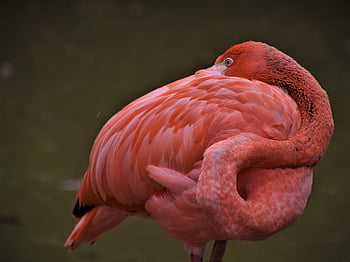 flamingo, bird, pink, neck, exotic, feathers, zoo, animals, plumage, nature, wild